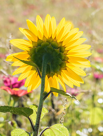 Face to the Sun