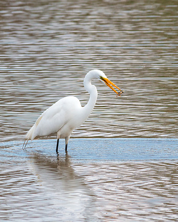 Great Egret May 4, 2016