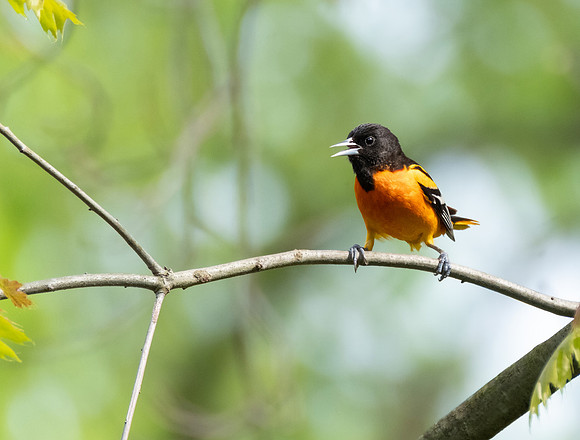 Baltimore Oriole, male - a real chatterbox this morning!