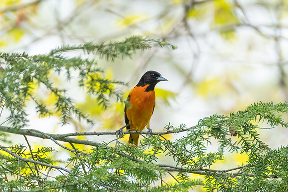 Baltimore Oriole, male