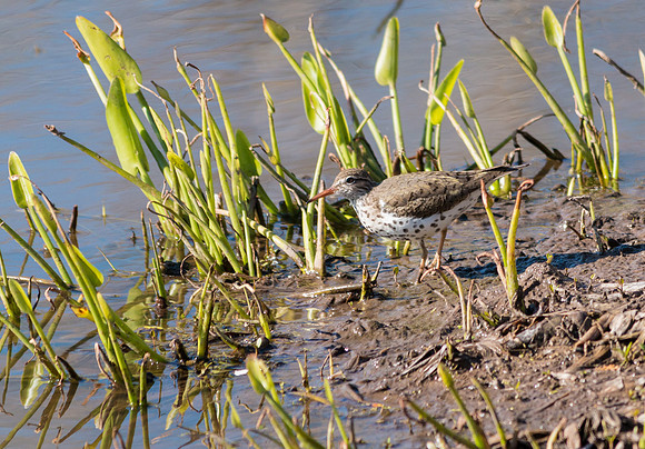 Spotted Sandpiper 5/8/16