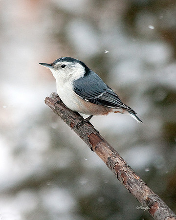 White-breasted Nuthatch
