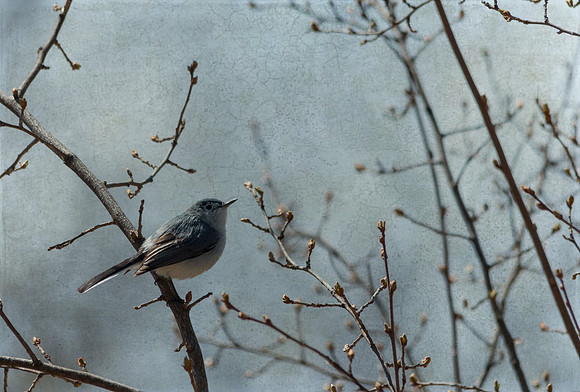 Bird in the Bush - Partners Pick Award at ICPG