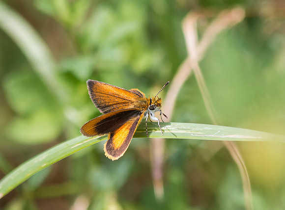 a Least Skipper (I think)