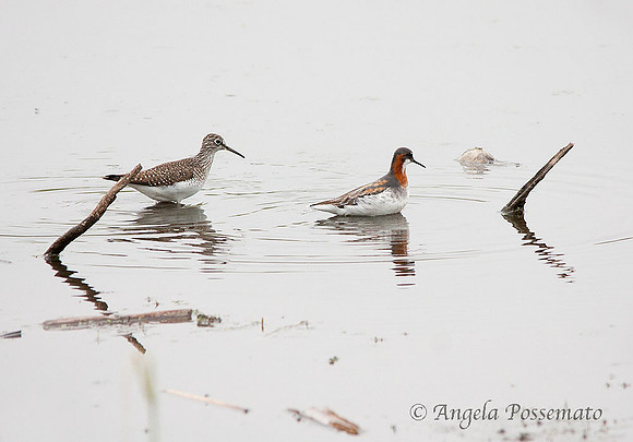 red-necked phalarope on right