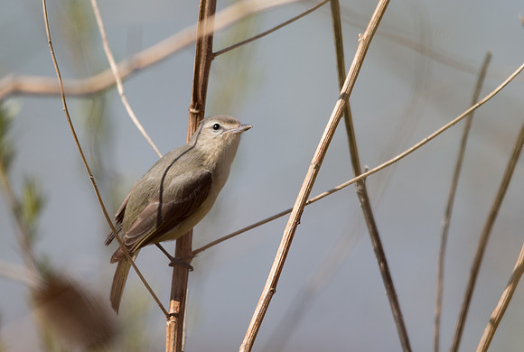 5/11/16 Warbling vireo