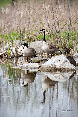 Canada geese