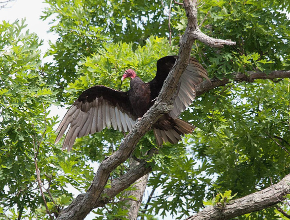 turkey vulture