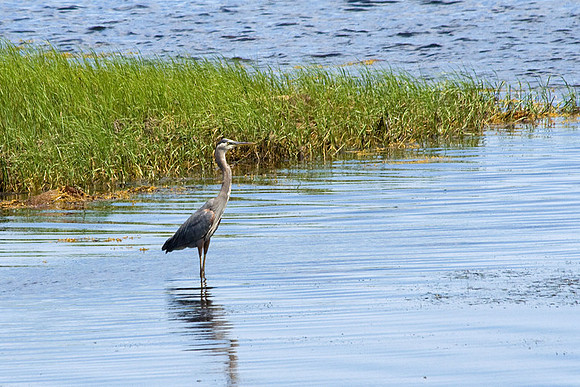great blue heron