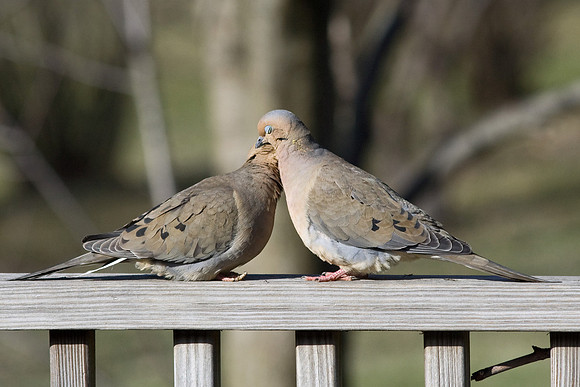love birds 1