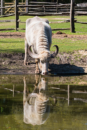 water buffalo