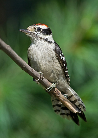 downey woodpecker