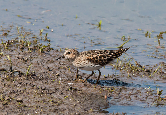 5/11/16 Least Sandpiper