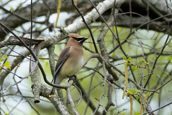 Cedar Waxwing