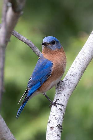 Eastern Bluebird