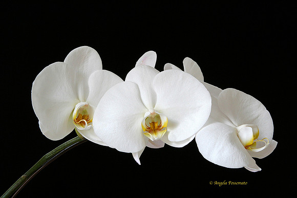 If we could see the miracle of a single flower clearly, our whole life would change.Buddha