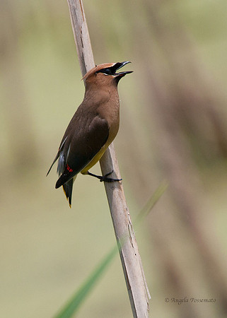 Cedar Waxwing