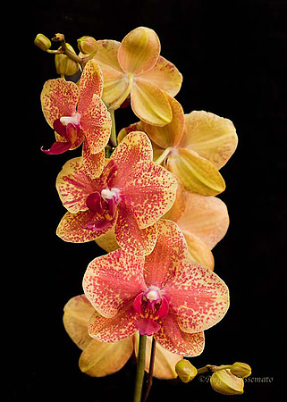 Rochester Orchid Show 2011