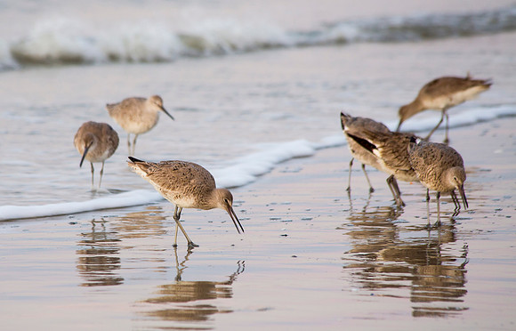 willets