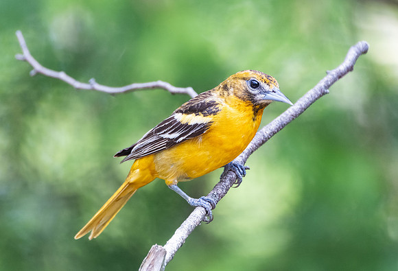 Baltimore Oriole, female
