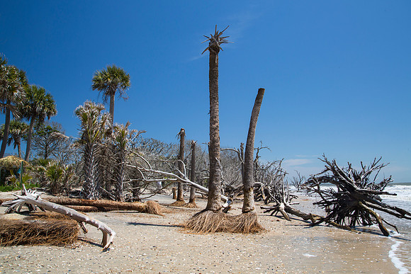 Edisto Beach at Botany Bay