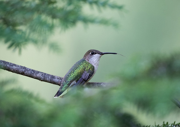 Ruby-throated hummingbird, female