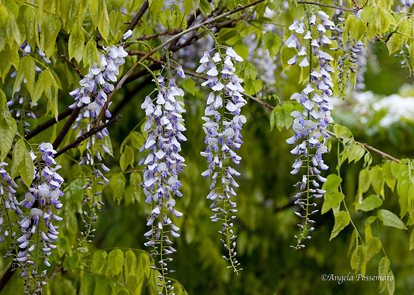 wisteria at Highland Park