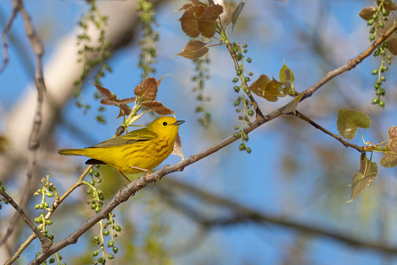 Yellow Warbler