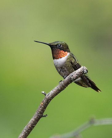Ruby-throated Hummingbird, male