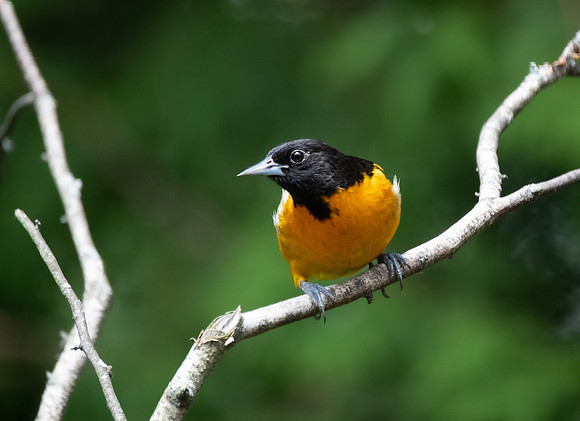 Baltimore oriole