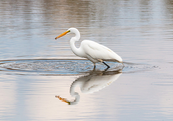 Great Egret May 4, 2016