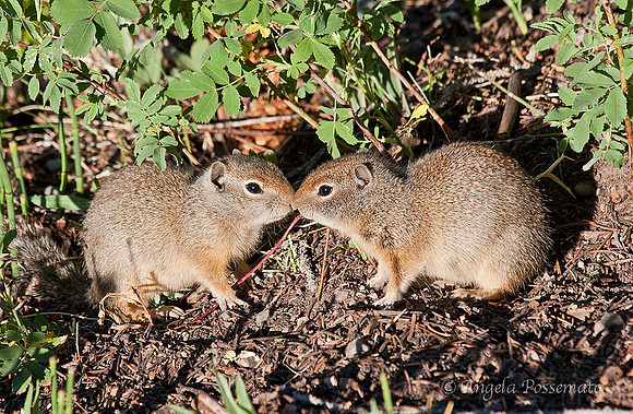 Prairie Dogs?