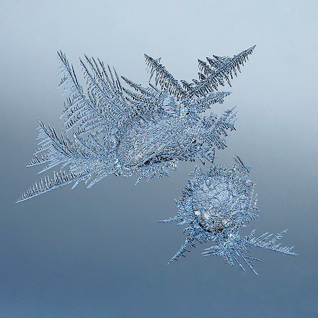 Ice Drops and Frost Feathers - 1