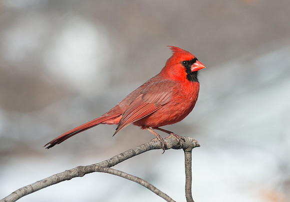 male Cardinal