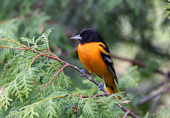 Baltimore Oriole, male