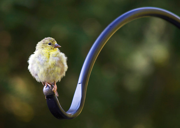 chirp!