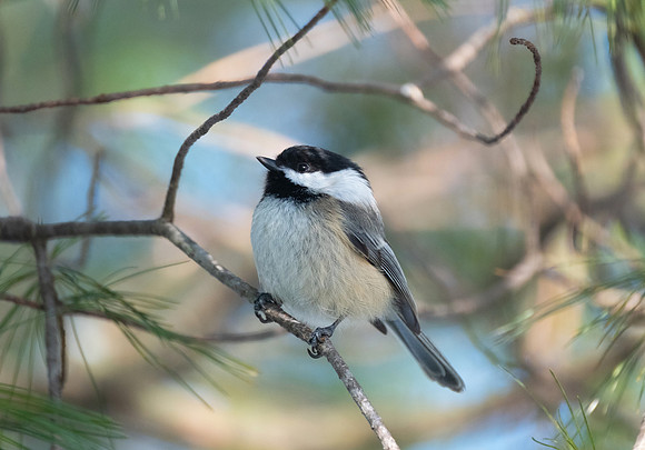 Black-capped Chickadee