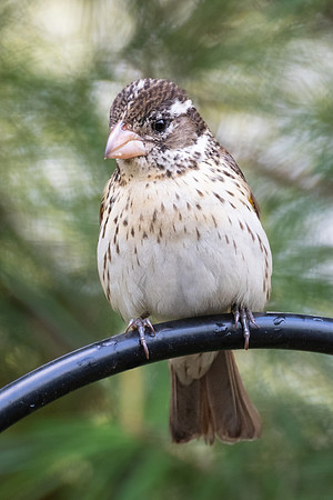 Rose-breasted Grosbeak, female