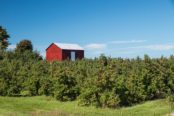 barn in Wayne County overlooking apple orchards