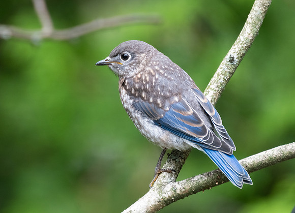 baby bluebird