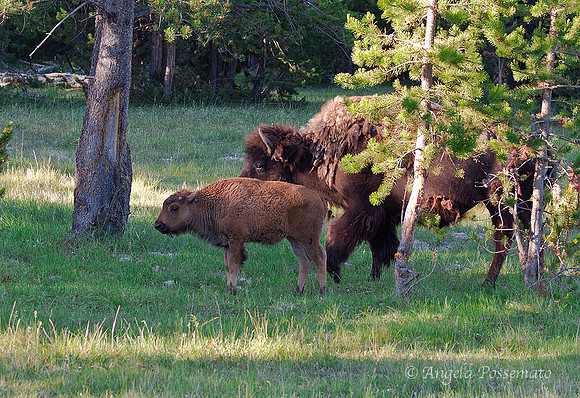 Baby Bison