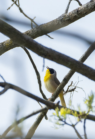 Common Yellowthroat