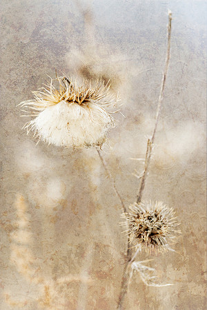 Thistles