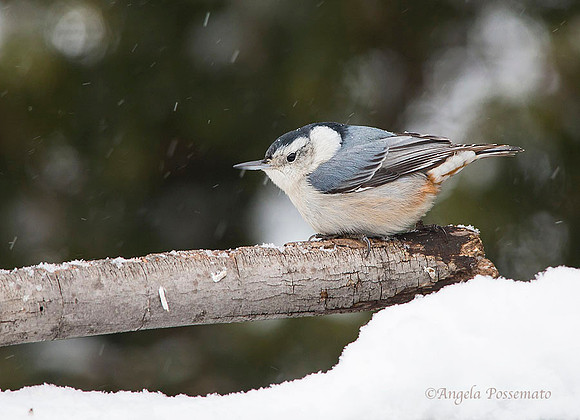 White Breasted Nuthatch