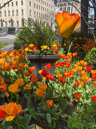 The tulips along Michegan Avenue were splendid!