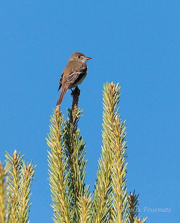 Willow Flycatcher