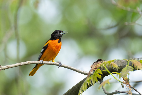 Baltimore Oriole, male