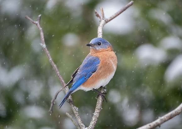 Eastern Bluebird, male