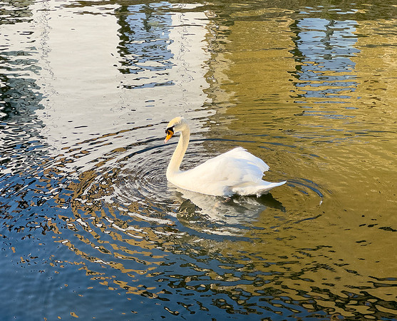 IMG_6919
