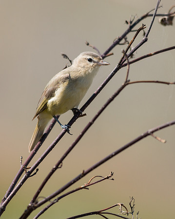 5/11/16 Warbling vireo